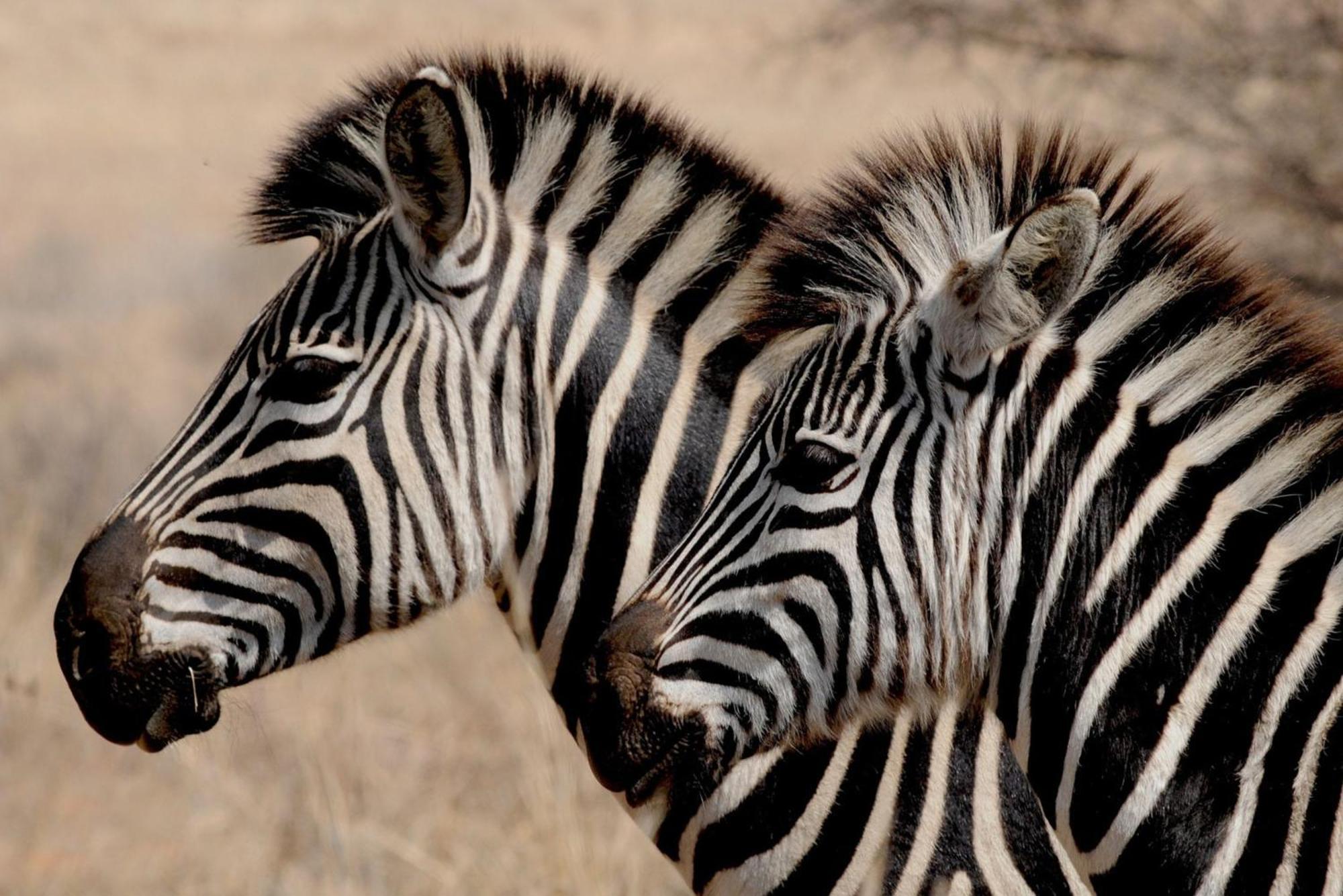 Bushveld Bliss Marloth Park