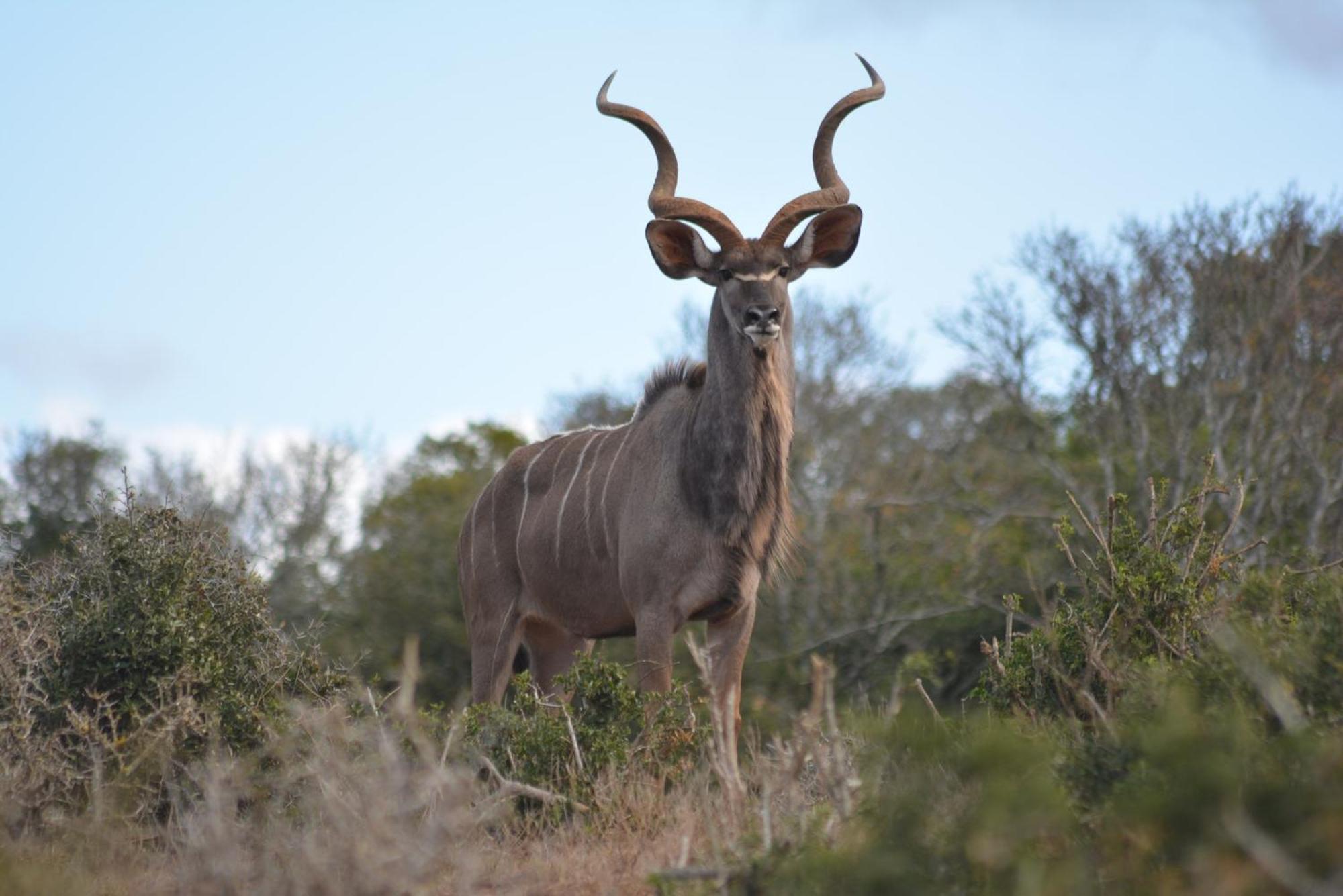 Bushveld Bliss *